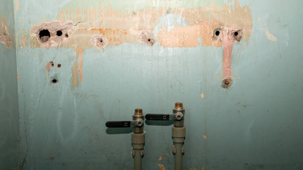 Best Mold removal after water damage  in Greenville, FL